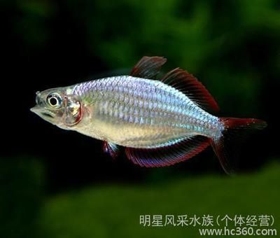 澳洲觀賞魚 美人科（四大“美人”魚簡(jiǎn)介） 照明器材 第1張