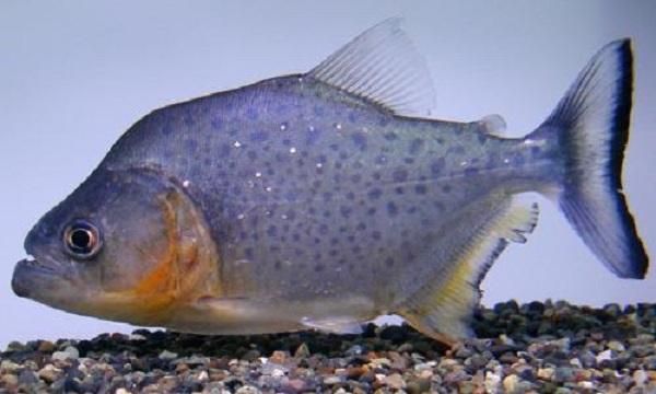 觀賞魚銷路（觀賞魚市場洞察,觀賞魚銷路的創(chuàng)新營銷策略是什么） 廣州祥龍國際水族貿(mào)易 第1張