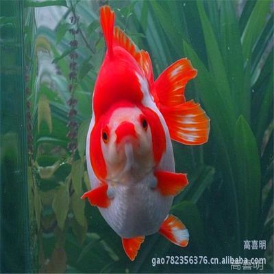 好看的大型淡水觀賞魚（尋找好看的大型淡水觀賞魚時(shí)，我們可以參考一些評(píng)選和推薦） 水草 第4張