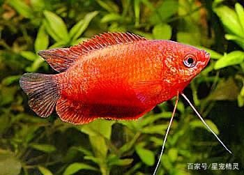 觀賞魚(yú)吐泡泡是為什么（觀賞魚(yú)為什么會(huì)吐泡泡） 水族品牌 第1張