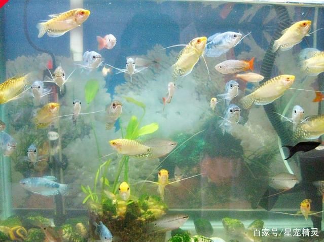 觀賞魚(yú)吐泡泡是為什么（觀賞魚(yú)為什么會(huì)吐泡泡） 水族品牌 第4張