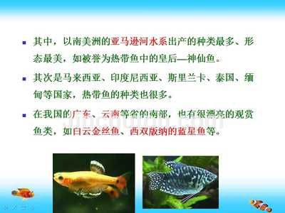 剛出生的熱帶魚怎么養(yǎng)（養(yǎng)剛出生的小熱帶魚需要注意的幾個關(guān)鍵點不能喂魚） 帝王血鉆魚 第3張