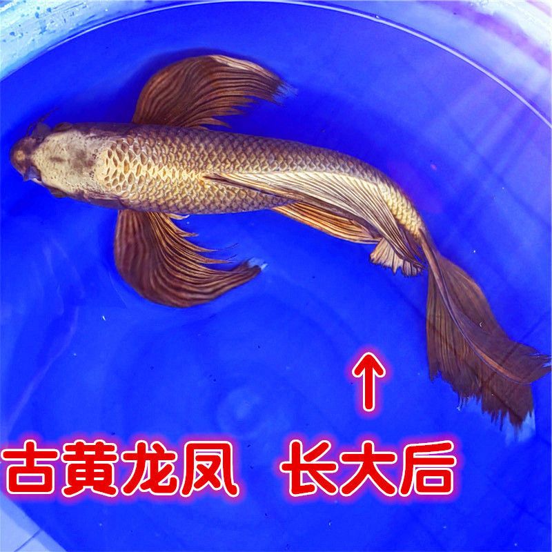 蝴蝶尾巴的觀賞魚（格紋蝴蝶魚觀賞魚的起源與進(jìn)化蝴蝶魚的起源與進(jìn)化）