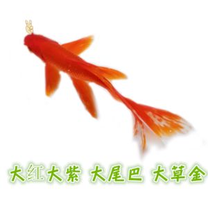 蝴蝶尾巴的觀賞魚（格紋蝴蝶魚觀賞魚的起源與進(jìn)化蝴蝶魚的起源與進(jìn)化）