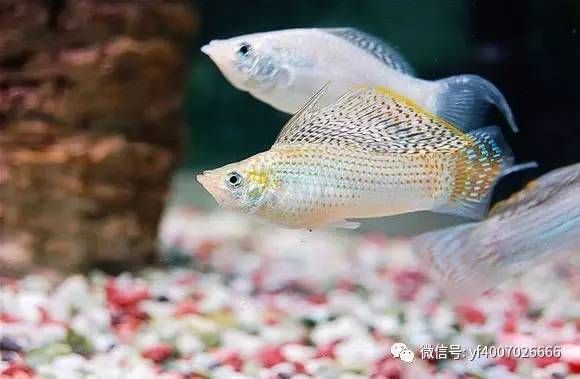 常見(jiàn)的小型觀賞魚(yú)種類（小型觀賞魚(yú)的種類介紹）