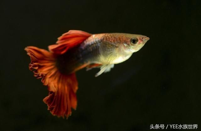 好玩的觀賞魚（泰國斗魚觀賞魚的選擇和飼養(yǎng)觀賞魚的因素是什么） 造景/裝飾 第3張