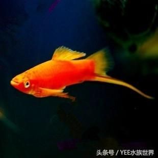 好玩的觀賞魚（泰國斗魚觀賞魚的選擇和飼養(yǎng)觀賞魚的因素是什么） 造景/裝飾 第1張