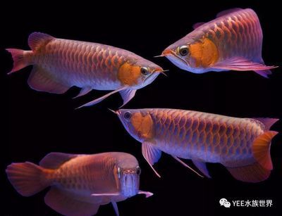 好玩的觀賞魚（泰國斗魚觀賞魚的選擇和飼養(yǎng)觀賞魚的因素是什么） 造景/裝飾 第4張