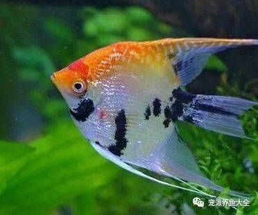 觀賞魚水溫多少度最好（關于觀賞魚的水溫問題） 月光鴨嘴魚苗 第3張