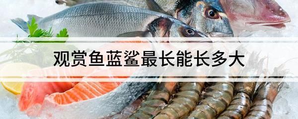 觀賞魚藍(lán)鯊的養(yǎng)殖方法（藍(lán)鯊觀賞魚的養(yǎng)殖方法）