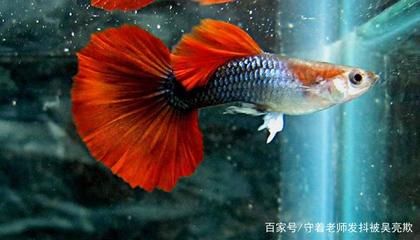 很漂亮的觀賞魚(yú)（孔雀魚(yú)觀賞魚(yú)的起源與進(jìn)化探索觀賞魚(yú)的起源與起源） 祥龍水族醫(yī)院 第2張