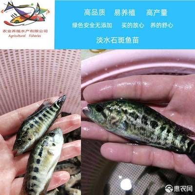 淡水石斑魚苗（淡水石斑魚的養(yǎng)殖技術(shù)包括淡水石斑魚苗的價(jià)格和價(jià)格）