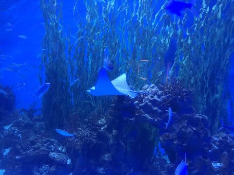 觀賞魚水族館照片真實(shí)高清（水族館養(yǎng)護(hù)技術(shù)揭秘水族館背后的養(yǎng)護(hù)技術(shù)揭秘） 祥龍水族醫(yī)院 第1張