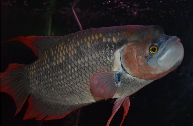 古代戰(zhàn)船魚（古代戰(zhàn)船魚的飼養(yǎng)技巧） 月光鴨嘴魚 第1張