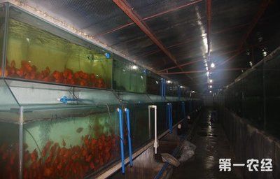 觀賞魚行業(yè)發(fā)展前景（觀賞魚市場規(guī)模接近三千億元，觀賞魚市場的需求將持續(xù)增長） 廣州觀賞魚批發(fā)市場 第4張