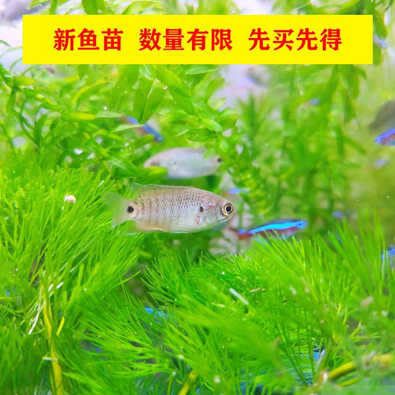 觀賞魚警示語（關(guān)于觀賞魚的一些警示語）