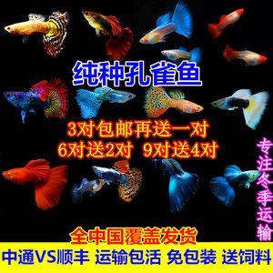 觀賞魚警示語（關(guān)于觀賞魚的一些警示語）