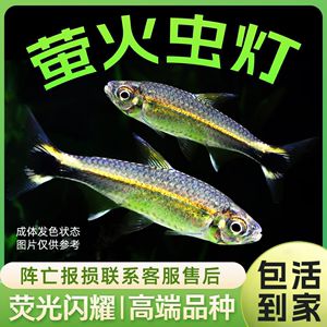 高端小型觀賞魚(yú)（熱帶魚(yú)與冷水魚(yú)的區(qū)別） 白寫(xiě)錦鯉魚(yú) 第1張