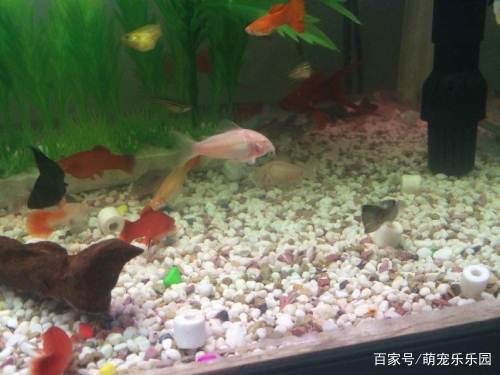 觀賞魚專用鹽對(duì)魚好不好呢（鹽在水族養(yǎng)殖中的作用） 白子銀版魚 第3張