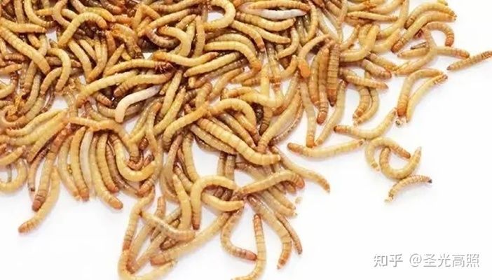 觀賞魚能吃面包屑嗎（觀賞魚可以吃面包屑取決于多個因素降低患病風險） 彩鰈魚缸（彩蝶魚缸） 第1張