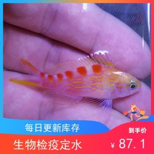 海魚觀賞魚品種有哪些（關(guān)于海水觀賞魚的知識） 魚糧魚藥 第3張