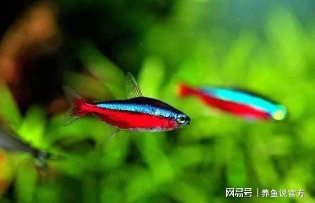 好看的大型觀賞魚（大型觀賞魚養(yǎng)護(hù)） 觀賞魚魚苗 第3張