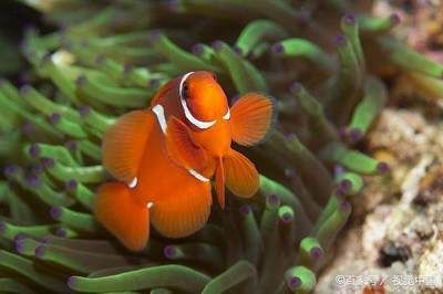 觀賞魚食物鏈（關于觀賞魚食物鏈的幾個問題） 一眉道人魚 第3張