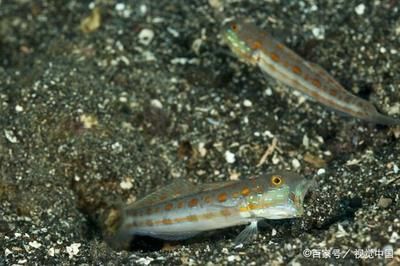 觀賞魚食物鏈（關于觀賞魚食物鏈的幾個問題） 一眉道人魚 第4張