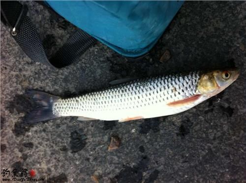 紅眼魚(yú)用什么餌釣最好（紅眼魚(yú)的餌料選擇）