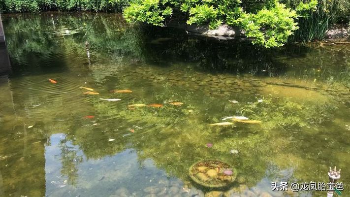 觀賞魚不能吃嗎有毒嗎（觀賞魚與食用魚有什么區(qū)別？） 非洲金鼓魚 第1張