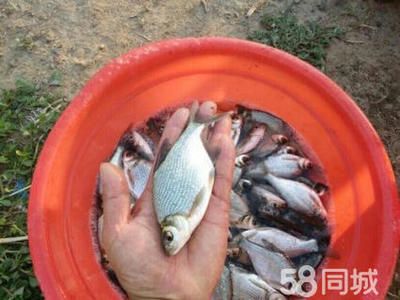 紅鯽魚苗批發(fā)（關(guān)于紅鯽魚苗批發(fā)的一些詳細(xì)信息） 丹頂錦鯉魚 第1張