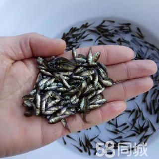 紅鯽魚苗批發(fā)（關(guān)于紅鯽魚苗批發(fā)的一些詳細(xì)信息） 丹頂錦鯉魚 第3張