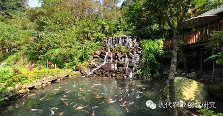 觀賞鱘魚怎么養(yǎng)（觀賞魚的養(yǎng)護(hù)條件和細(xì)節(jié)可能需要根據(jù)實(shí)際情況進(jìn)行調(diào)整） 魚缸水質(zhì)穩(wěn)定劑 第1張