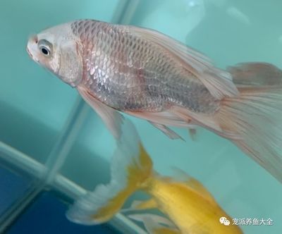 蝴蝶鯉魚缸用什么壁紙好看呢（如何選擇蝴蝶鯉魚缸壁紙）