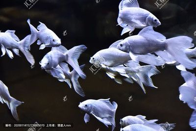 蝴蝶鯉魚缸用什么壁紙好看呢（如何選擇蝴蝶鯉魚缸壁紙）