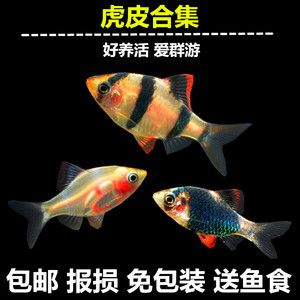 愛(ài)群游的觀賞魚(yú)怎么養(yǎng)活（愛(ài)群游的觀賞魚(yú)的養(yǎng)護(hù)需要注意多個(gè)方面的養(yǎng)護(hù)方法） 南美異型魚(yú) 第4張