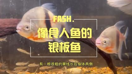 粗線銀板魚(yú)能不能用黃粉（粗線銀板魚(yú)能否使用黃粉） 觀賞魚(yú)批發(fā) 第1張