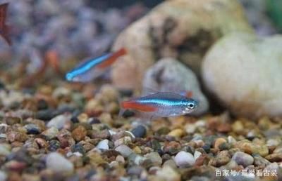 國內(nèi)觀賞魚種類（《中國觀賞魚》觀賞魚品種：中國觀賞魚種類和諧共處） 除藻劑 第1張