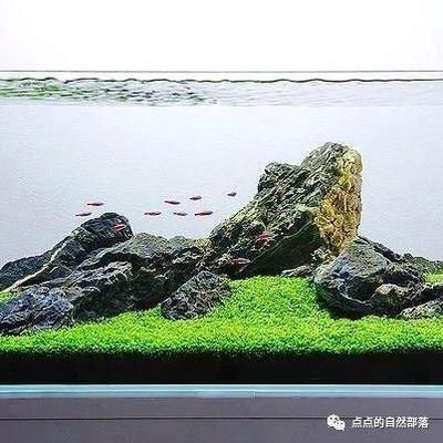 草缸造景圖（草缸造景圖的設計指南） 泰龐海蓮魚 第3張