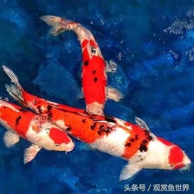 觀賞魚蒙眼怎么治療（觀賞魚蒙眼病怎么辦） 愛龍仕 第3張