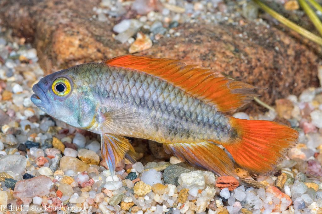 鯛 觀賞魚(yú)（鯛魚(yú)是一種怎樣的魚(yú)類(lèi)？） 食人魚(yú)（水虎） 第4張