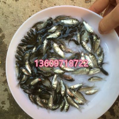 各種魚苗批發(fā)（各種魚苗批發(fā)信息） 龍魚專用燈 第1張