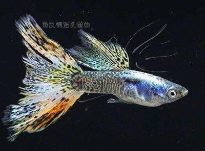 白金孔雀魚（白金孔雀魚的品系特點(diǎn)） 印尼大湖漁場(chǎng)產(chǎn)業(yè)聯(lián)盟 第3張