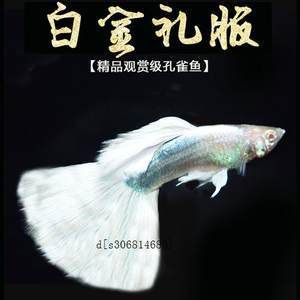 白金孔雀魚（白金孔雀魚的品系特點(diǎn)） 印尼大湖漁場(chǎng)產(chǎn)業(yè)聯(lián)盟 第4張