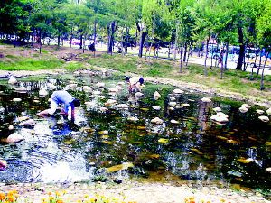 公園的觀賞魚可以釣走嗎為什么（公園內(nèi)的觀賞魚是否允許釣走公園內(nèi)的觀賞魚是違法的） 奈及利亞紅圓點(diǎn)狗頭 第4張