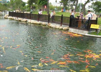 公園的觀賞魚可以釣走嗎為什么（公園內(nèi)的觀賞魚是否允許釣走公園內(nèi)的觀賞魚是違法的） 奈及利亞紅圓點(diǎn)狗頭 第3張