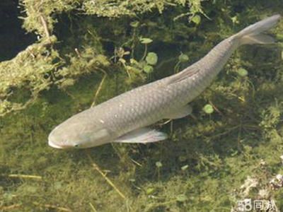 公園的觀賞魚好像草魚怎么回事（公園中的觀賞魚可能在外形上與草魚相似的相似，但不同種類不同） 元寶鯽 第1張