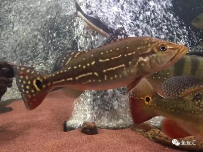 帝王三間是鱸魚嗎（帝王三間屬于鱸魚嗎？） 星座運勢 第1張