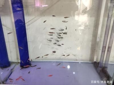 觀賞魚什么魚最好養(yǎng)不打氧不加溫不打架（觀賞魚的養(yǎng)護(hù)秘籍） 龍魚芯片掃碼器 第1張