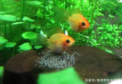 黑色的大型觀賞魚（皮球魚的繁殖與照料） 細(xì)線銀板魚苗 第3張